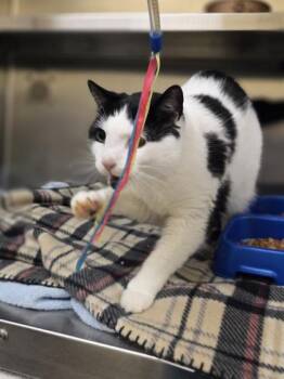 Tanner -  Domestic Short Hair Cat for Adoption in Westland, Michigan - Tanner | PetCurious