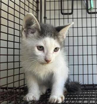 Rescue Domestic Short Hair Cats for Adoption in Houston, Texas - A644499 | PetCurious