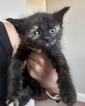 Moonlight -  Domestic Short Hair and Tortoiseshell Cat for Adoption in Glendale, Arizona - Moonlight | PetCurious