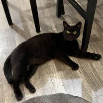 Domestic Short Hair Cats Available for Adoption in Huntsville, Alabama - Coal | PetCurious