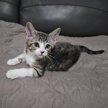 Plum -  Domestic Short Hair Cat for Adoption in Lakewood, California - Plum | PetCurious