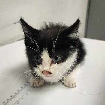 Musti -  Domestic Short Hair Cat for Adoption in Charleston, West Virginia - Musti | PetCurious