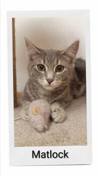 Matlock -  Domestic Short Hair Cat for Adoption in Caistor Centre, Ontario - Matlock | PetCurious