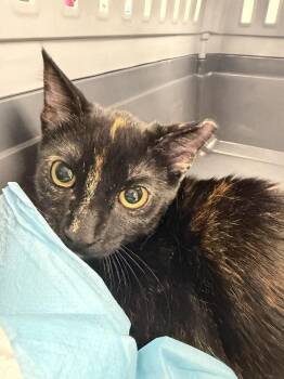 Sierra -  Domestic Short Hair Cat for Adoption in Ontario, California - Sierra | PetCurious