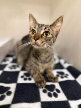 Domestic Short Hair Cats Available for Adoption in Cromwell, Kentucky - Bugs | PetCurious