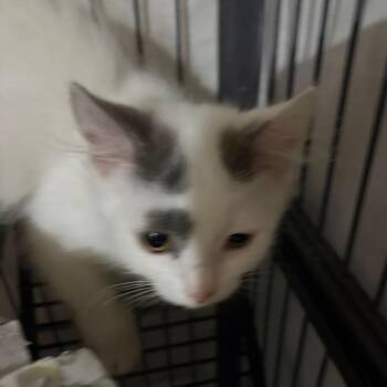 Casper -  Domestic Medium Hair Cat for Adoption in Waldorf, Maryland - Casper | PetCurious