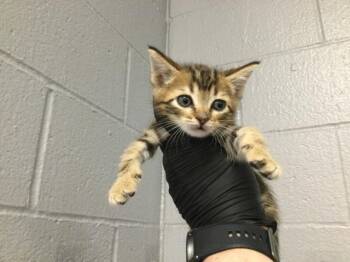 Domestic Short Hair Cats Available for Adoption in Thousand Palms, California - SQUID | PetCurious