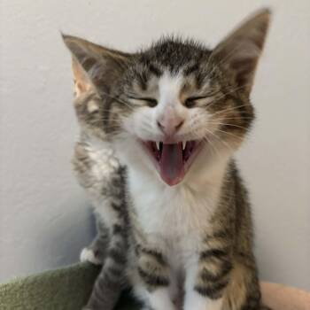 Domestic Short Hair and Tabby Cats Available for Adoption - Honeybee | PetCurious