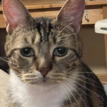 Luke -  Domestic Short Hair Cat for Adoption in San Antonio, Texas - Luke | PetCurious
