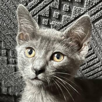 Chai -  Domestic Short Hair Cat Available for Adoption in Irvine, California - Chai | PetCurious