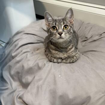 Mika -  Domestic Short Hair Cat for Adoption in Mastic, New York - Mika | PetCurious