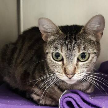 Skylar -  Domestic Short Hair Cat for Adoption in Spokane, Washington - Skylar | PetCurious