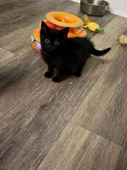Fig -  Domestic Short Hair Cat for Adoption in Indianapolis, Indiana - Fig | PetCurious