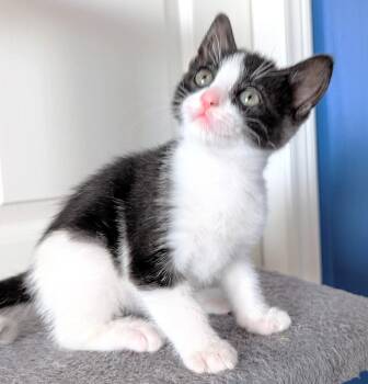 Rescue Tuxedo Cats for Adoption in Hamilton, Ontario - Felix | PetCurious