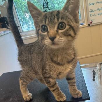 Ming-Ming -  Domestic Short Hair Cat Available for Adoption in Lake Panasoffkee, Florida - Ming-Ming | PetCurious