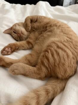 shaboozey 1 yr M house trainned/kids/cats -  Domestic Short Hair Cat for Adoption in Phoenix, Arizona - Shaboozey 1 Yr M House Trainned/kids/cats | PetCurious