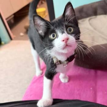 Juno -  Tuxedo Cat for Adoption in Grand Rapids, Michigan - Juno | PetCurious