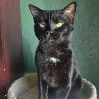 Domestic Short Hair Cats Available for Adoption in Warr Acres, Oklahoma - Arnold | PetCurious
