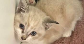 Pearlman -  Domestic Short Hair Cat for Adoption in Muskegon, Michigan - Pearlman | PetCurious