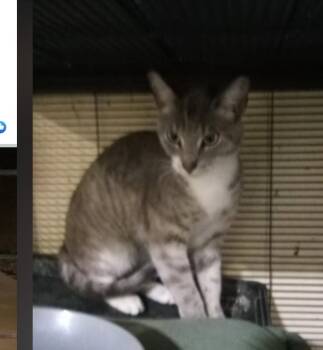 Emery -  Domestic Short Hair Cat for Adoption in Thatcher, Arizona - Emery | PetCurious