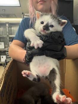 Kinger -  Domestic Short Hair Cat for Adoption in Cincinnati, Ohio - Kinger | PetCurious