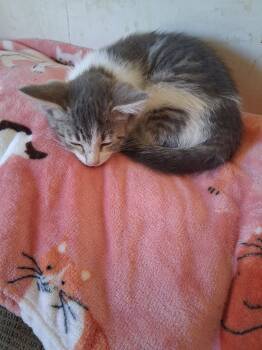 C324 Litter Tiny -  Domestic Short Hair and Tabby Cat Available for Adoption in Livonia, Michigan - C324 Litter Tiny | PetCurious