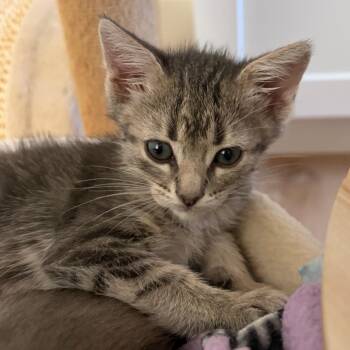 Gisele -  Domestic Short Hair Cat for Adoption in Elfin Forest, California - Gisele | PetCurious