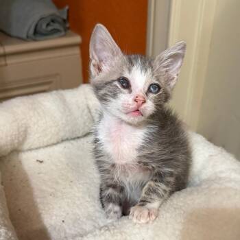 Risoni 25 -  Domestic Short Hair Cat for Adoption in Austin, Texas - Risoni 25 | PetCurious