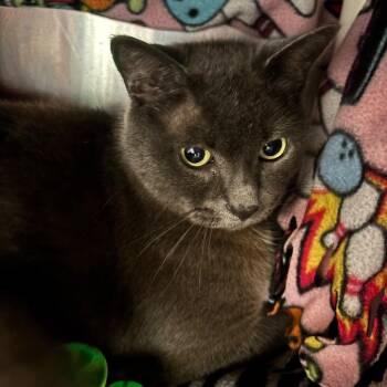 Mouse -  Domestic Short Hair Cat for Adoption in Grand Rapids, Michigan - Mouse | PetCurious