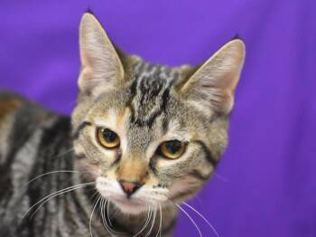 Stella -  Domestic Medium Hair Cat for Adoption in Portland, Oregon - Stella | PetCurious