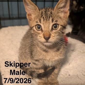 Skipper -  Domestic Short Hair Cat for Adoption in League City, Texas - Skipper | PetCurious