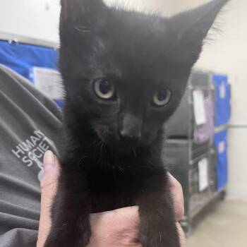 Sunday -  Domestic Short Hair Cat for Adoption in Walker, Michigan - Sunday | PetCurious