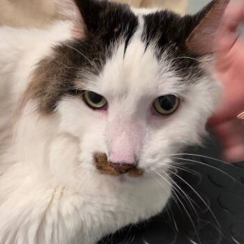Kuja -  Domestic Medium Hair Cat for Adoption in Leander, Texas - Kuja | PetCurious