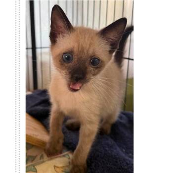 For the Halibut -  Domestic Short Hair Cat for Adoption in Austin, Texas - For The Halibut | PetCurious