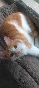 Rescue Domestic Short Hair Cats for Adoption in Arlington, Virginia - Malika | PetCurious