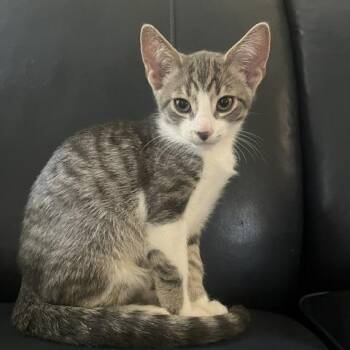 Boq Woodsman -  Domestic Short Hair Cat for Adoption in South Burlington, Vermont - Boq Woodsman | PetCurious