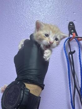 61647745 -  Domestic Short Hair Cat for Adoption in El Paso, Texas - 61647745 | PetCurious