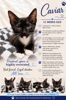 Caviar Casey -  Tuxedo Cat for Adoption in Phoenix, Arizona - Caviar Casey | PetCurious