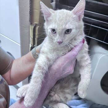 Mack -  Domestic Medium Hair Cat for Adoption in Columbus, North Carolina - Mack | PetCurious