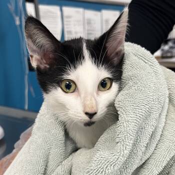 Rescue Domestic Short Hair Cats for Adoption in Vineland, New Jersey - Butter | PetCurious