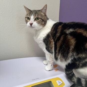 Belle -  Domestic Medium Hair Cat for Adoption in Englewood, Florida - Belle | PetCurious