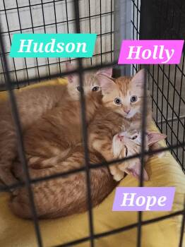 Hope -  Domestic Short Hair Cat Available for Adoption in Mckinney, Texas - Hope | PetCurious