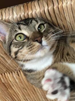 Rescue Domestic Short Hair and Tabby Cats for Adoption in Brierfield, Alabama - Rocco | PetCurious