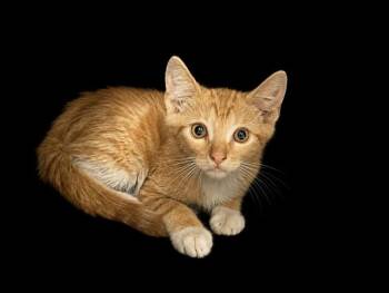 MAC -  Domestic Short Hair Cat for Adoption in Doral, Florida - MAC | PetCurious