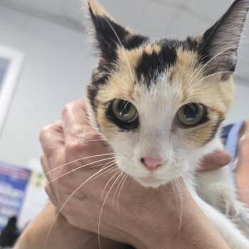 Bopitty -  Domestic Short Hair Cat for Adoption in Marble, North Carolina - Bopitty | PetCurious