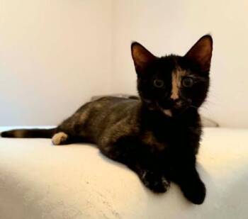 Honey Mustard -  Domestic Short Hair Cat for Adoption in Battle Creek, Michigan - Honey Mustard | PetCurious