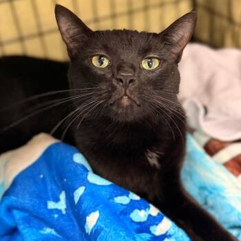 Jalen Hurts -  Domestic Short Hair Cat for Adoption in Cumming, Georgia - Jalen Hurts | PetCurious