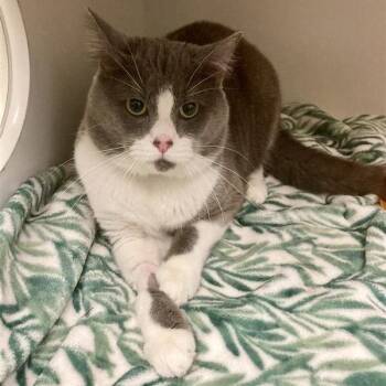 Domestic Short Hair Cats Available for Adoption - Bear | PetCurious