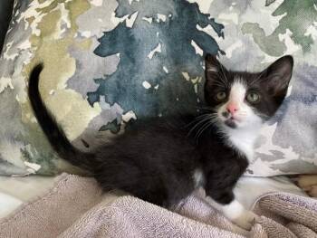 Poppy -  Domestic Short Hair Cat Available for Adoption in Salt Lake City, Utah - Poppy | PetCurious