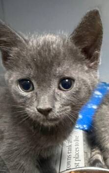 Tobias -  Domestic Short Hair Cat for Adoption in Henderson, North Carolina - Tobias | PetCurious